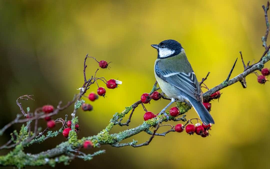 DLA MIŁOŚNIKÓW PRZYRODY